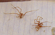 Sea Spiders on a note pad