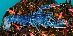 blue lobster