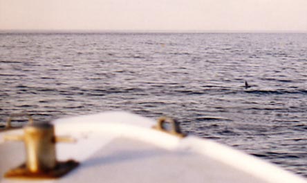 Big fin.