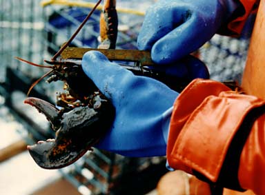 Lobster measure.