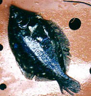 flounder