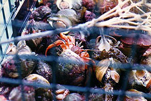 Other catch