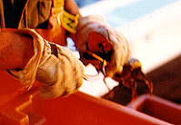 Claw banding