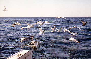 Sunrise on open water