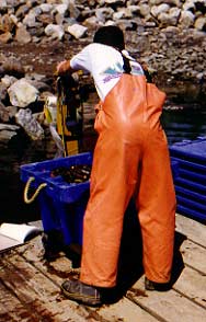 Cleaning the boat