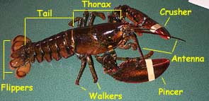 Lobster anatomy.