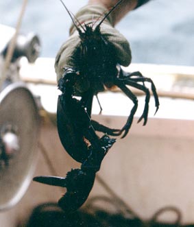 Dropped claw.