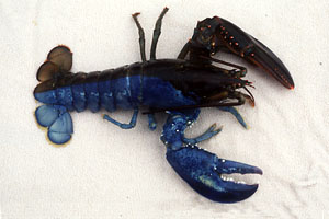 Blue lobster