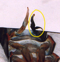 Deformed gonoped