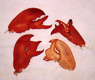 Deformed lobster claws