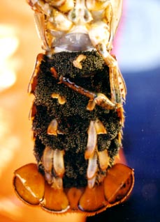Female lobster.