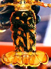 Female lobster.