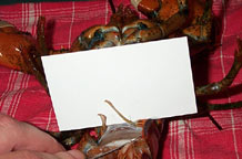 Female lobster.