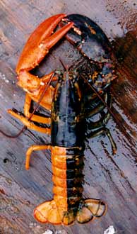 Multicolor lobster