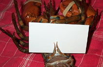 Male lobster