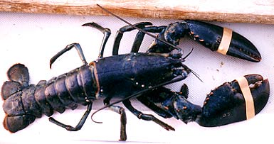 Female lobster.