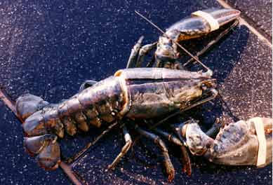 Female lobster.