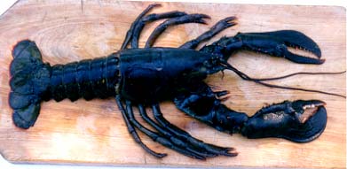 Female lobster.