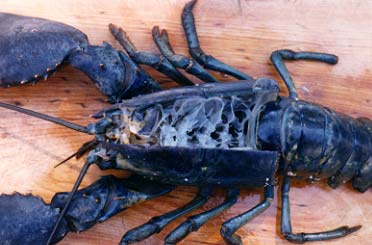 Female lobster.