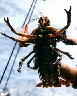Female lobster.