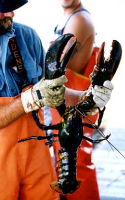 Female lobster.