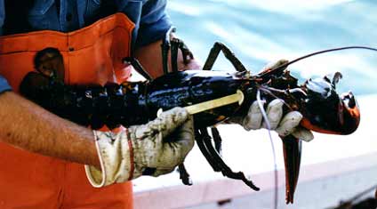 Female lobster.